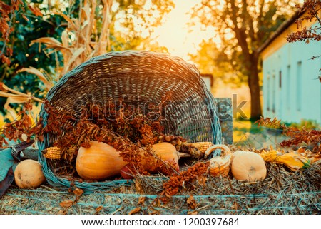 Pumpkins decoration  in basket on autumn garden