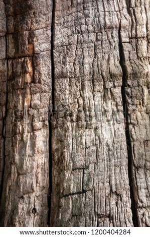 Tree bark vertical