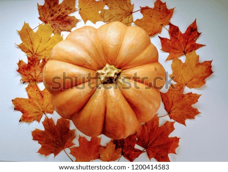 Pumpkin and maple leaves isolated on white. Thanksgiving background 