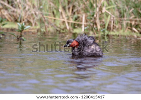The beautiful Little Grebe bird is swimming in the swamp, black beak, black head, red cheek, so happy, exciting, so cute, fluttering with grass background.