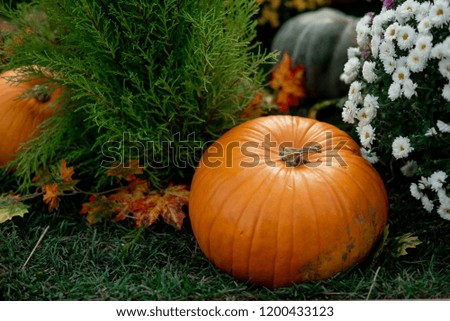 scenery of autumn pumpkins in the grass