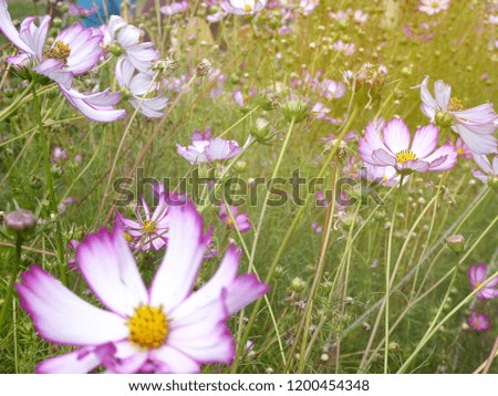 Background of beautiful Cosmos flowers in pink, purple  and white colors in the garden with sun light.  