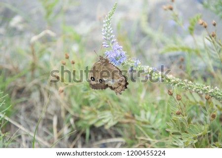 Journey to the valley Chulyshman. Altai Mountains in Siberia. Butterfly on flowers