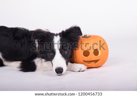 adorable young black and white border collie with a halloween pumpkin in the photo studio on white background
