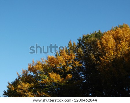 Yellow autumn tree under blue clear sky