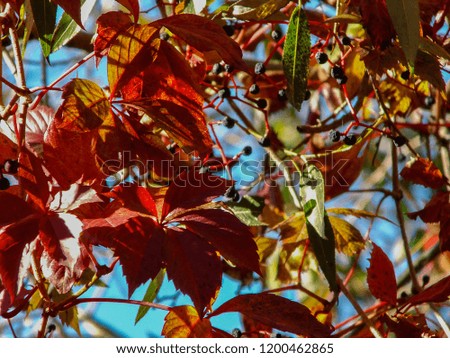 Branches with red autumn leaves and black berries under a blue clear sky