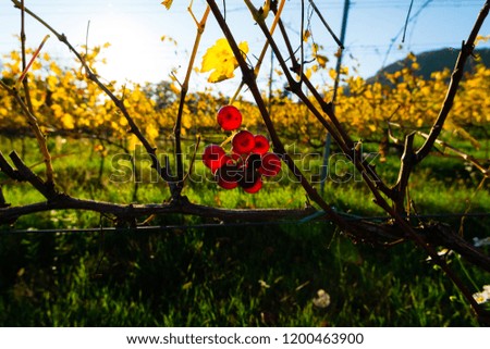 a liitle bunch of red grape and yellow leaves on young vine plants, october