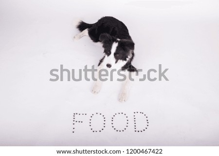 hungry black and white border collie with a dog bowl and food in the photo studio on white background
