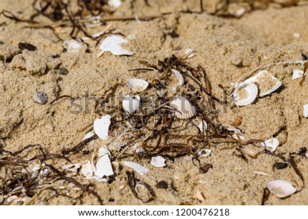 Small shells lying on sandy sea shore. Close up of beach sand and it's structure.
