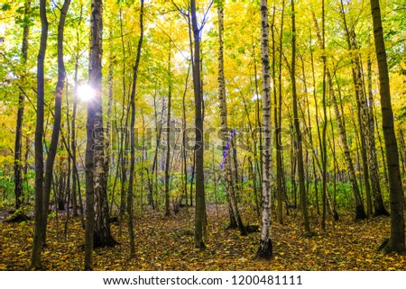 Forest in autumn in Sokolniki park in Moscow