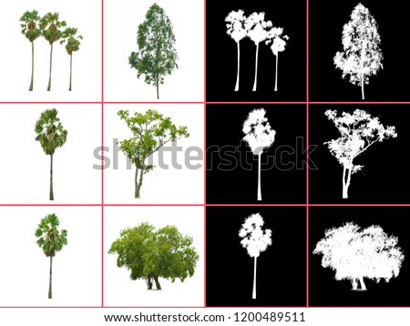 big picture of tree isolated on white background with alpha channel for dicut easy to use