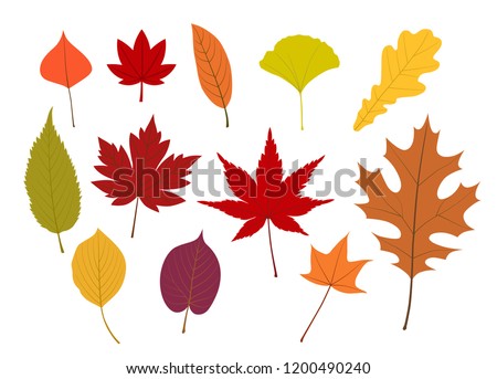 Colorful Autumn leaves illustration set