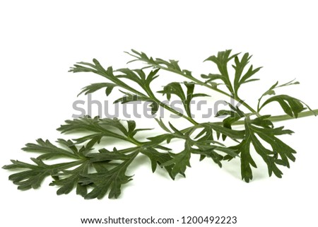 Branch of sagebrush, isolated on a white background
