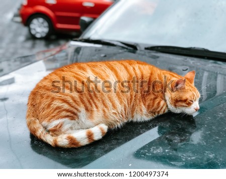 Slight obese, or fat, pussy cat outside on a car