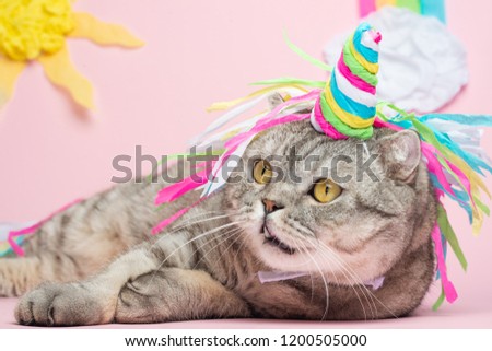 Big Scottish or British gray cat in the role of a unicorn, with a rainbow horn on a pink background, a fairy tale concept, colorful photography