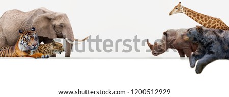 Group of common large zoo animals facing each other hanging over a blank white horizontal web banner or social media cover with room for text.