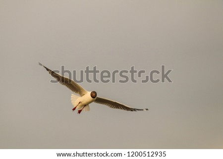 Seagull flying over sea and nature background.