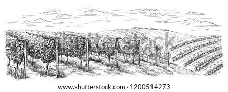 vine plantation hills, trees, clouds on the horizon vector illustration Royalty-Free Stock Photo #1200514273