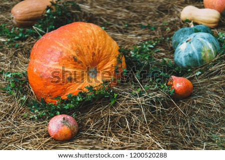 Bright autumn harvest of ripe pumpkins on the dried grass. October and Thanksgiving, the holiday of Halloween and beautiful decorations in the design. Soft focus and beautiful bokeh.