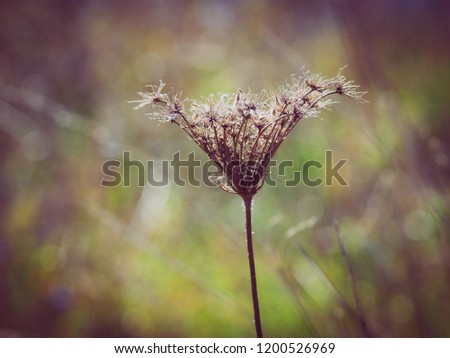 Wild dry flower 