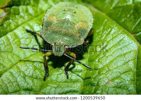 Bedbug on a green leaf close up.