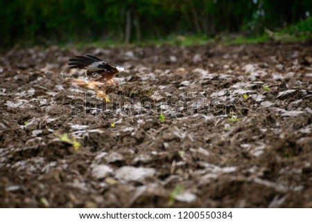 Wild Red Kite flying/hovering over a maize field, which is being ploughed, in search of food, worms, in natural habitat in Yorkshire, UK.