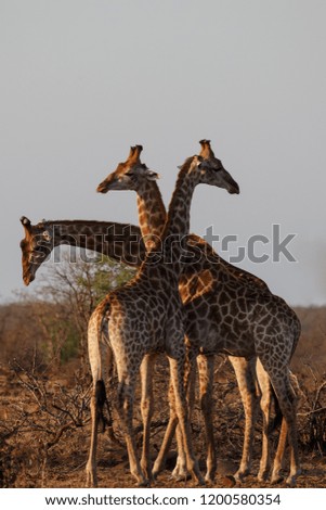 Three giraffes having a mock fight in early morning golden light