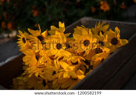 Wooden box, many decorative sunflowers, bright petals sunflower.