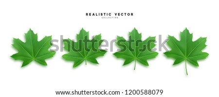 Set of green maple leaves, isolated on white background