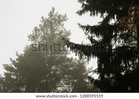 foggy finnish forest