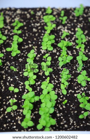 growing green plant seedlings in industrial bedding