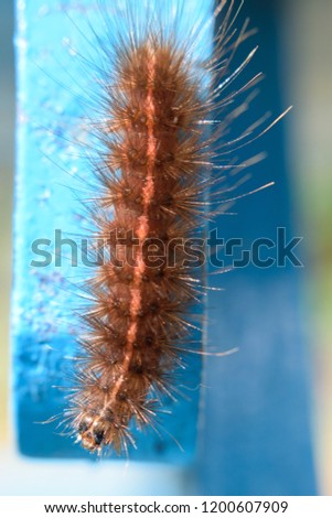 Hairy Sunny Caterpillar