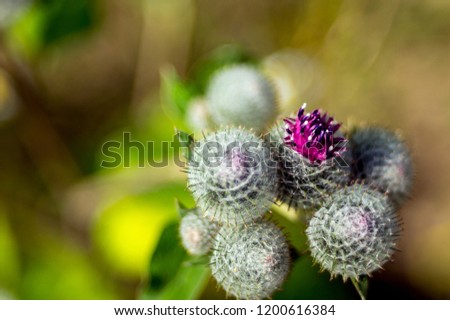 Pink Flowers-thorns Burdock Close-up.