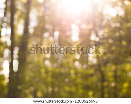 Blurred nature forest background, natural abstract bokeh
