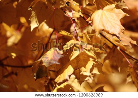 autumn leaf fall in the park yellow leaves on a tree