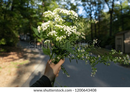Bouquet of small wild white flower in a hand, outdoor. Warm sunny day. Medium shot. 