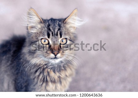 Closeup portrait of a cat with a pink background and toning. Fright and surprise emotion, copy space