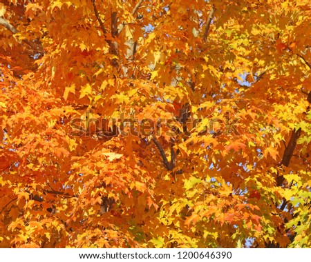 Beautiful gold and orange leaves of the Maple tree in Autumn