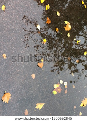 Autumn reflects in the rain water