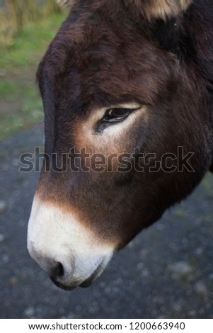 Dark haired donkey,