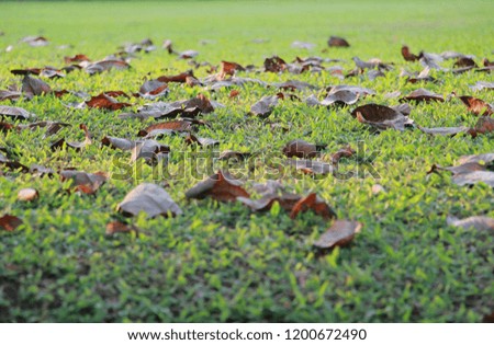Green lawn with autumn leaves. Dried leaves on the green yard.