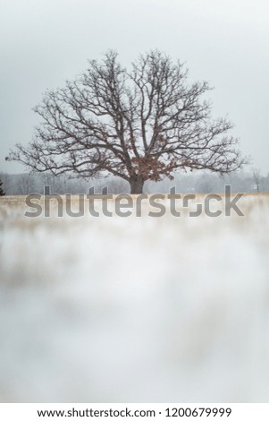 Winter Trees 43