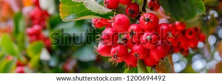 Firethorn Pyracantha Red Berries.  Fire thorn with red fruits in autumn, banner
