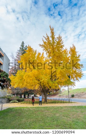 A large jingo tree with yellow leaves of fall stands next to a sidewalk. A man and woman are looking at the tree. Green grass stands before the tree. A blue sky with white clouds are in the background