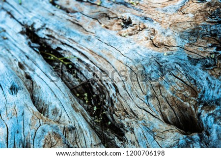 Texture of wood .