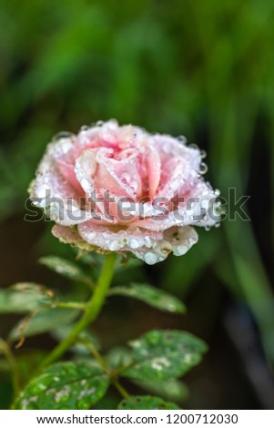 Rose flower closeup shot