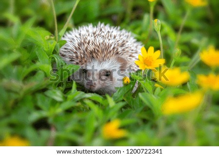 European Hedgehog playing in the flower garden with very pretty face and two front paws.