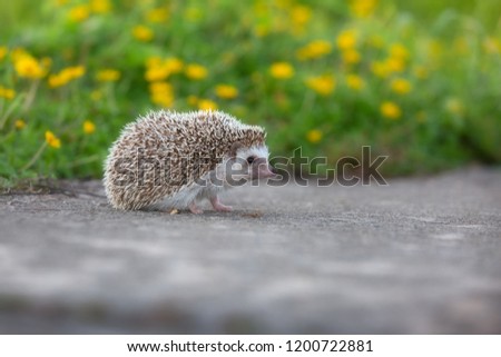 European Hedgehog walk on concrete road with the flower garden background , very pretty face and two front paws.