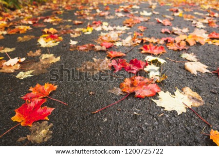 Colourful autumn leaves in the fall on a road
