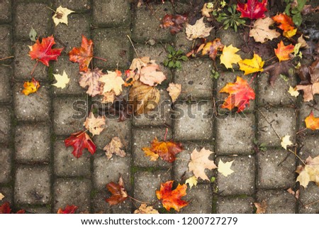 Autumn colour leaves falling on sidewalk street